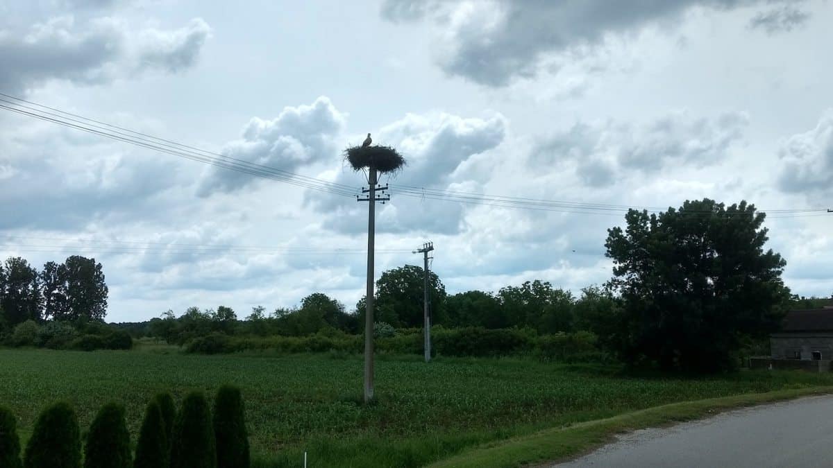 Kroatische Hinterland, Storchennest