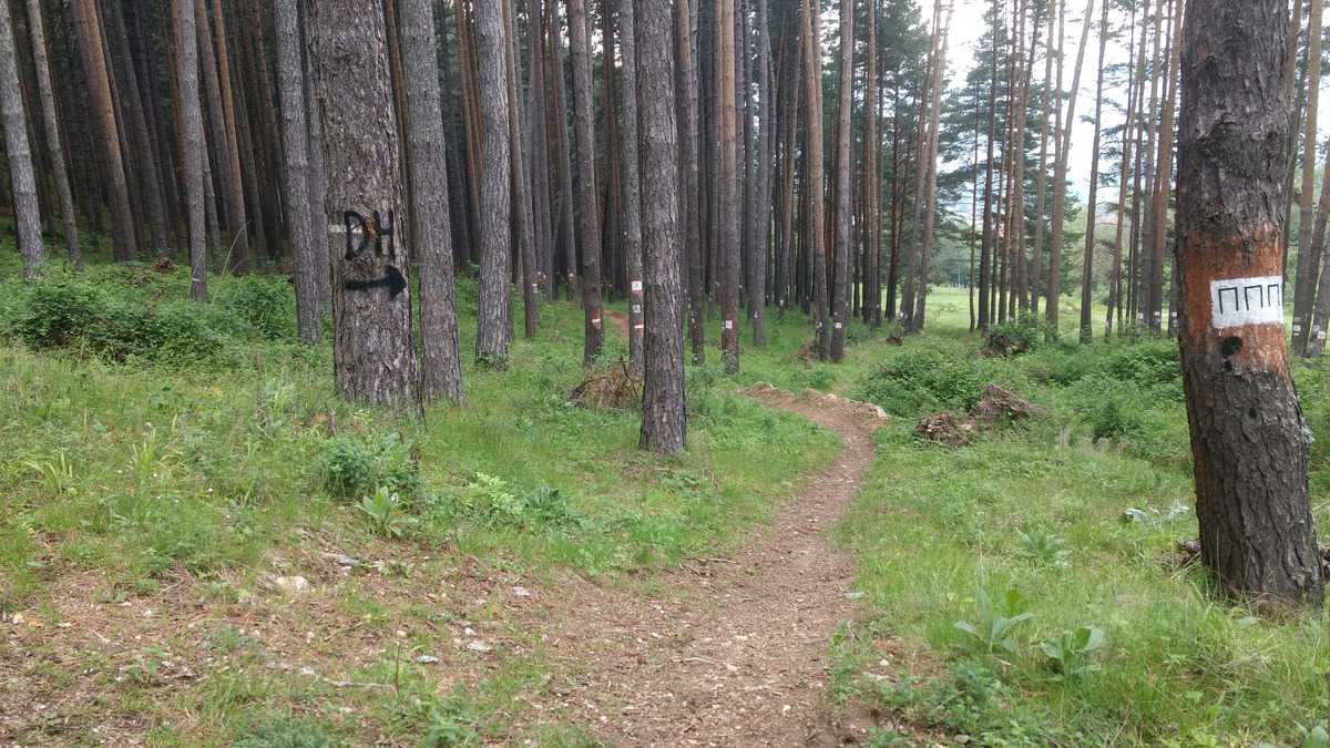 Mountainbiken In Bulgarien: Beinahe In Griechenland 9 Pinienwald, Bike Trail