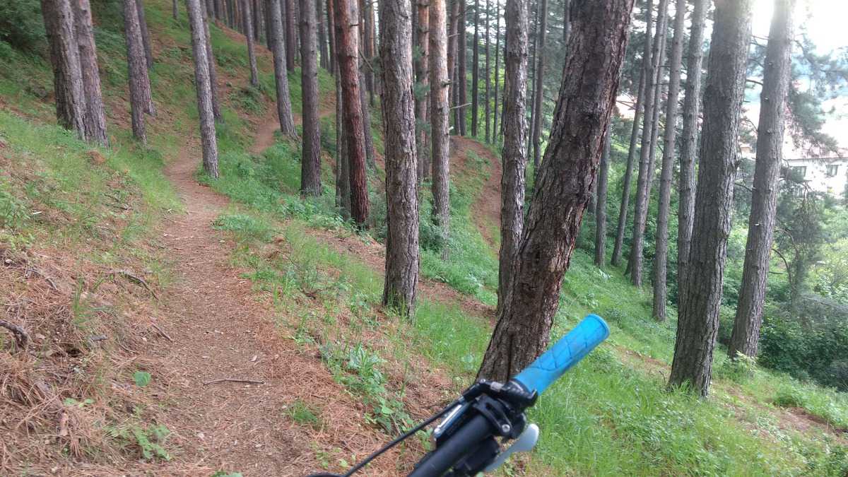 Mountainbiken In Bulgarien: Beinahe In Griechenland 10 Pinienwald, Bike Trail