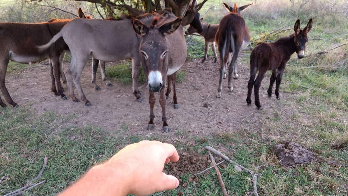 Eselsfamilie Im Naturpark Zasavica