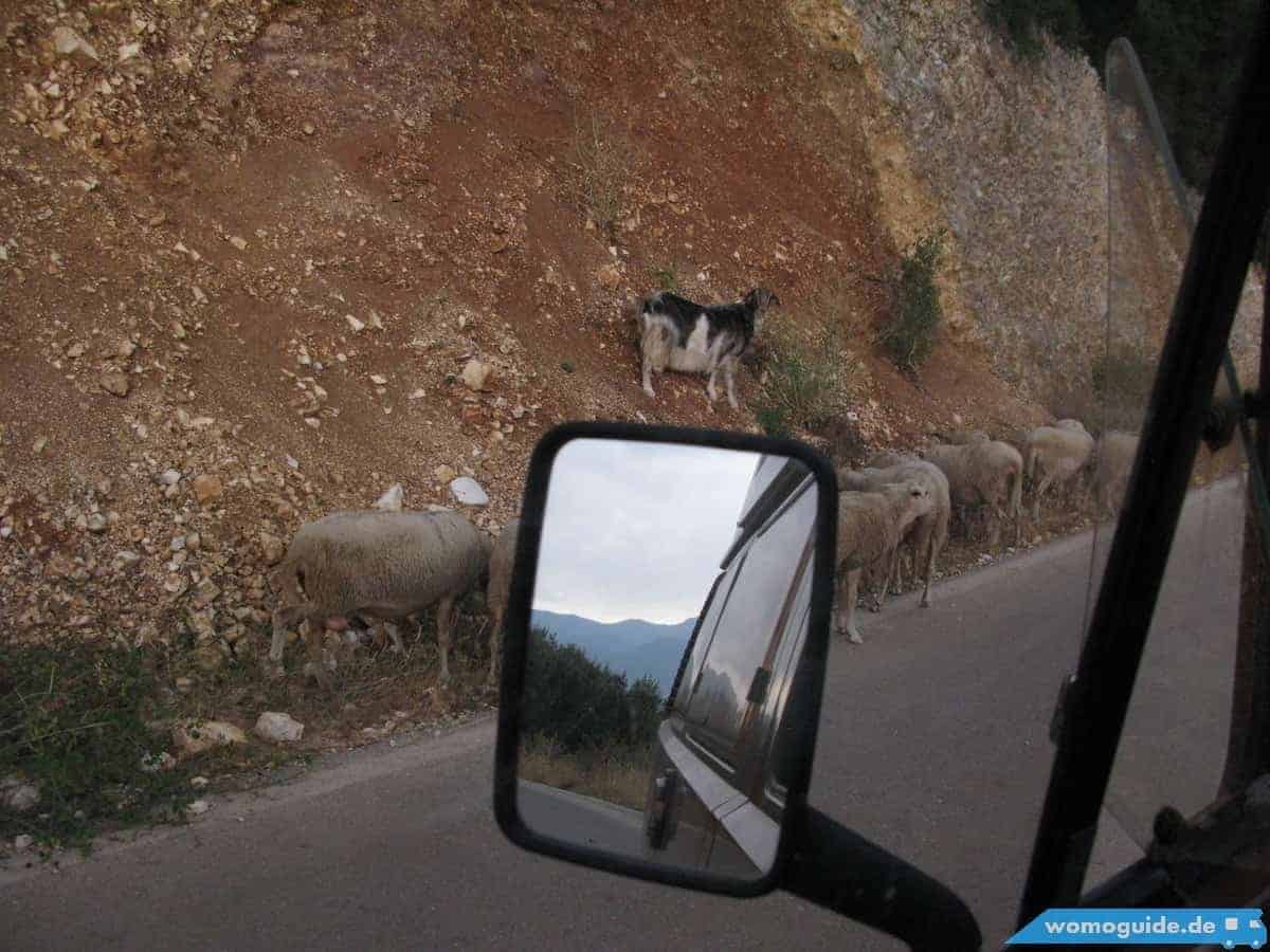 Ziege Am Stra&Szlig;Enrand