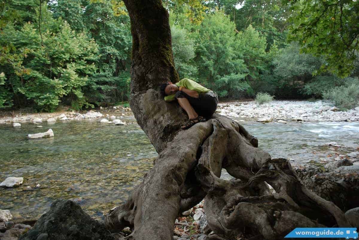 Im Baum Eingeschlafen