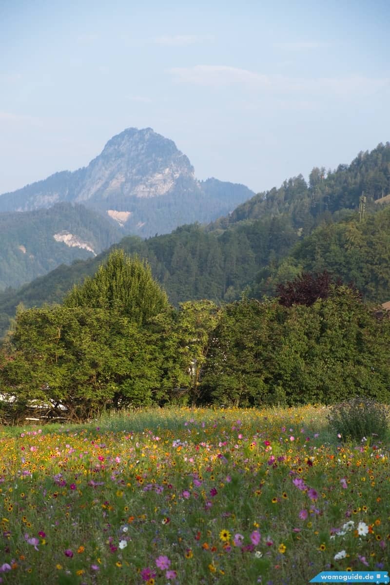 Blümenwiesen Mit Aussicht Auf Berge