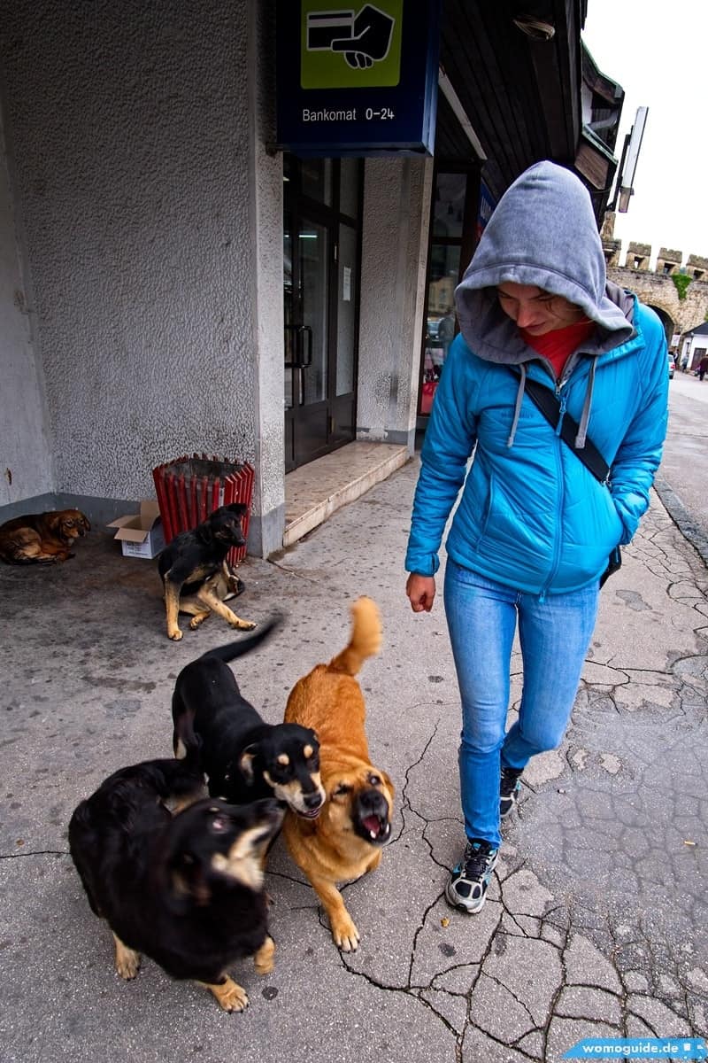 Jajce Stra&Szlig;Enhunde