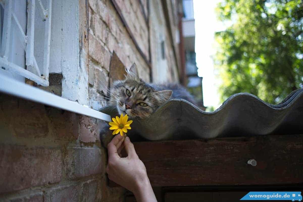 Katze Schnüffelt An Blume