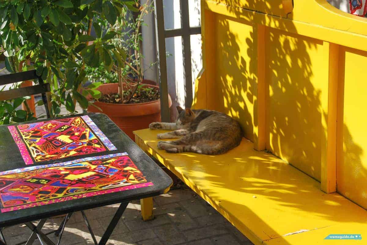 In Athen Mit Dem Wohnmobil: In Der Stadt, Katze