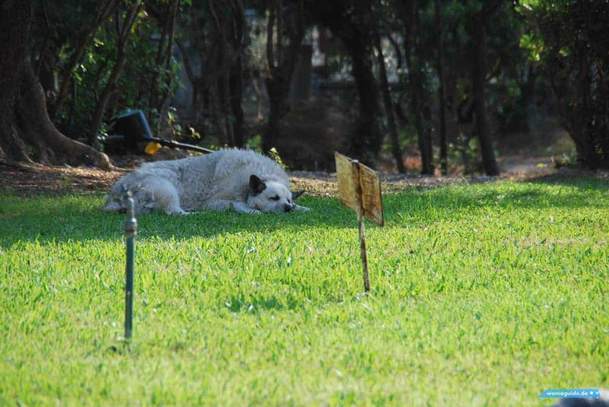 In Athen Mit Dem Wohnmobil: In Der Stadt, Streunderhund