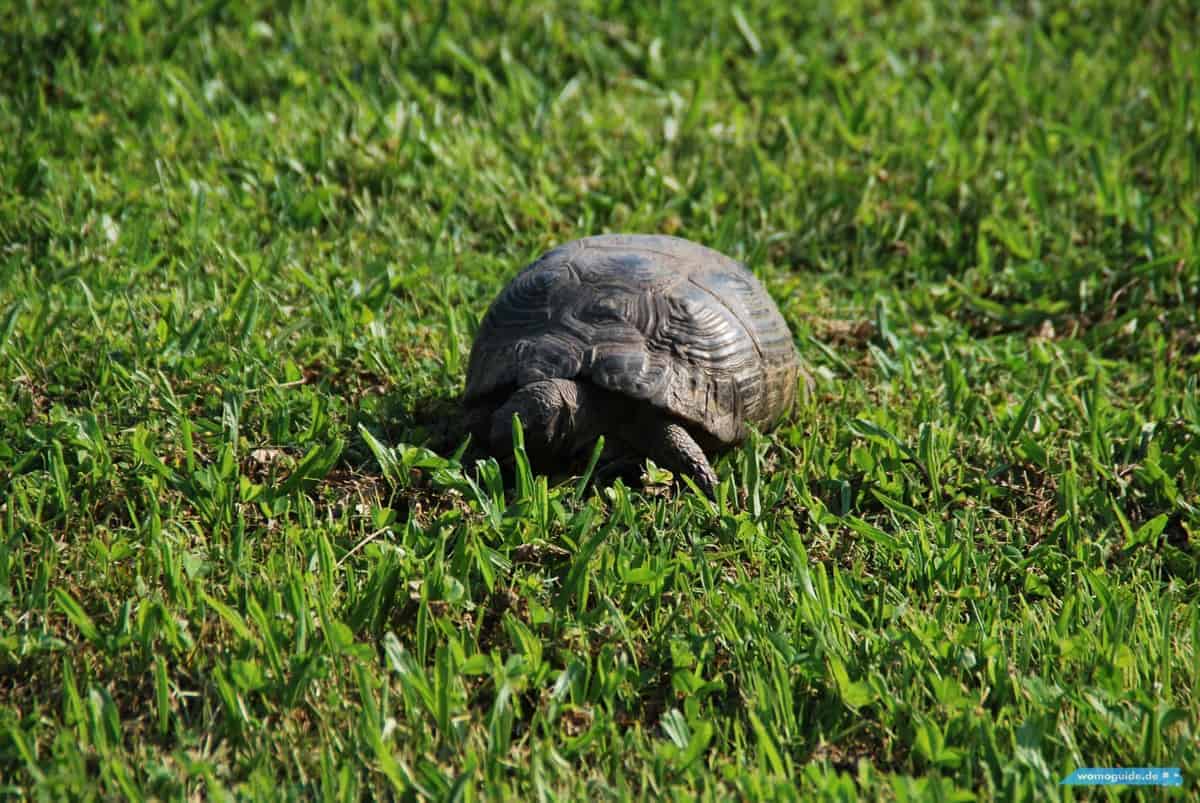 In Athen Mit Dem Wohnmobil: In Der Stadt, Schildkr&Ouml;Te
