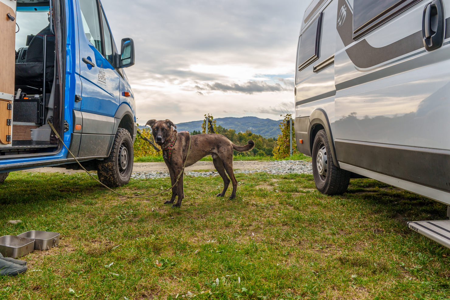 Hund zwischen zwei Wohnmobilen