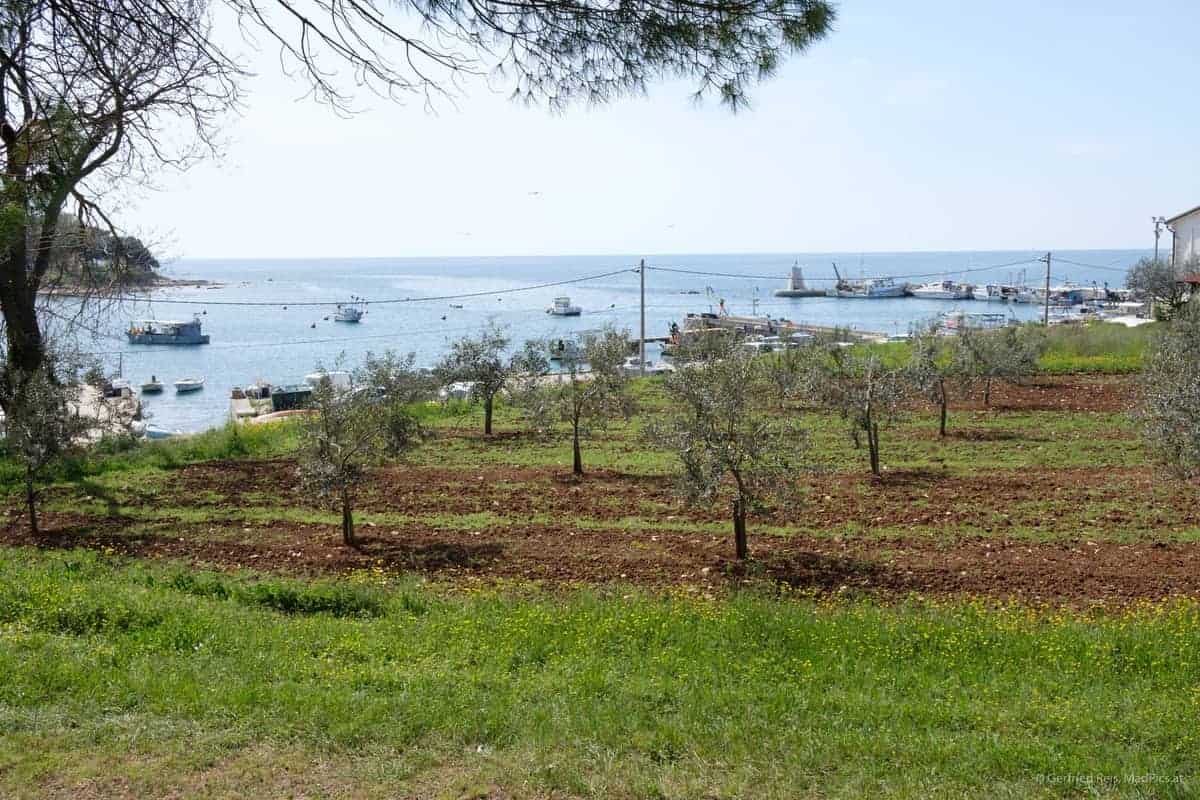 Obstb&Auml;Ume In Savudrija, Kroatien