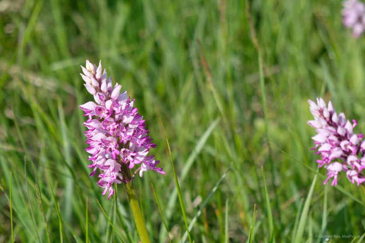 Fr&Uuml;Hlingsblumen