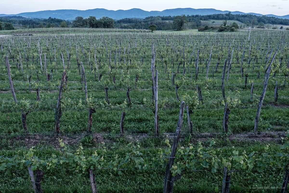 Weinreben Am Lepa Vida Weingut, Slowenien
