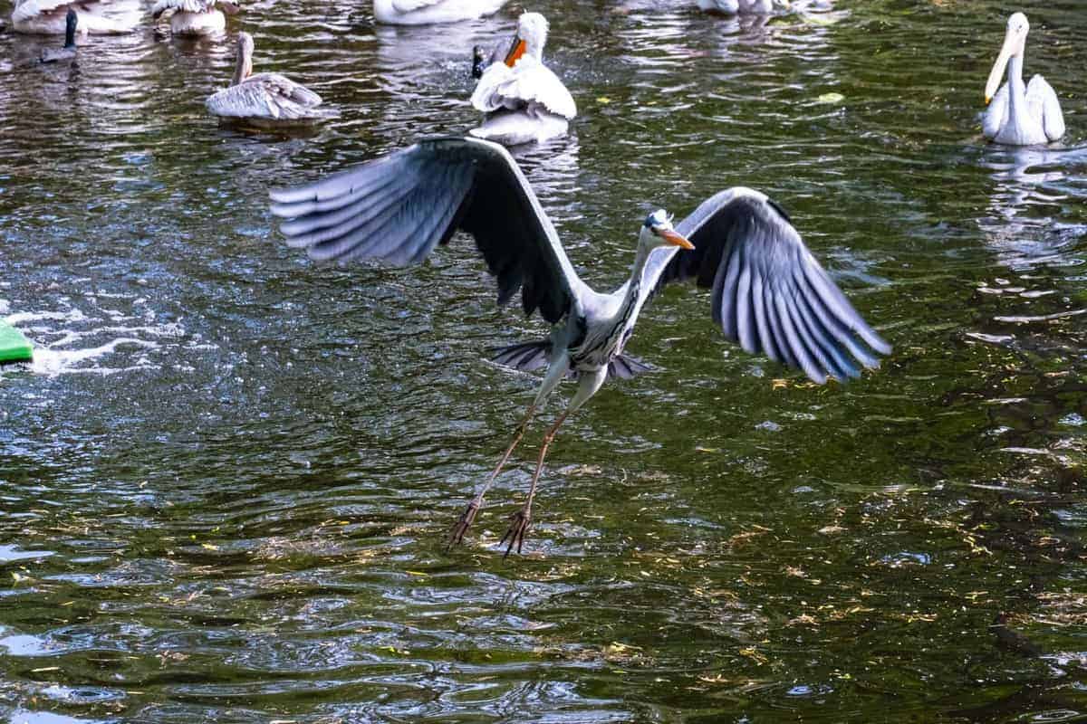 Berlin Mit Dem Wohnmobil 110 Vogel Im Zoo Von Berlin