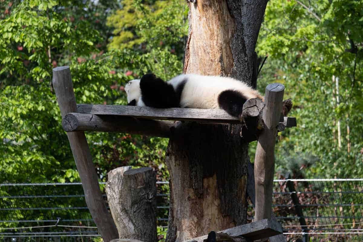 Berlin Mit Dem Wohnmobil 112 Panda Im Zoo Von Berlin