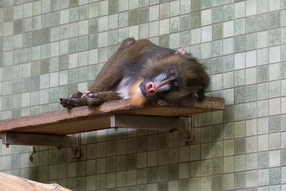 Berlin Mit Dem Wohnmobil 113 Affe Im Zoo Von Berlin