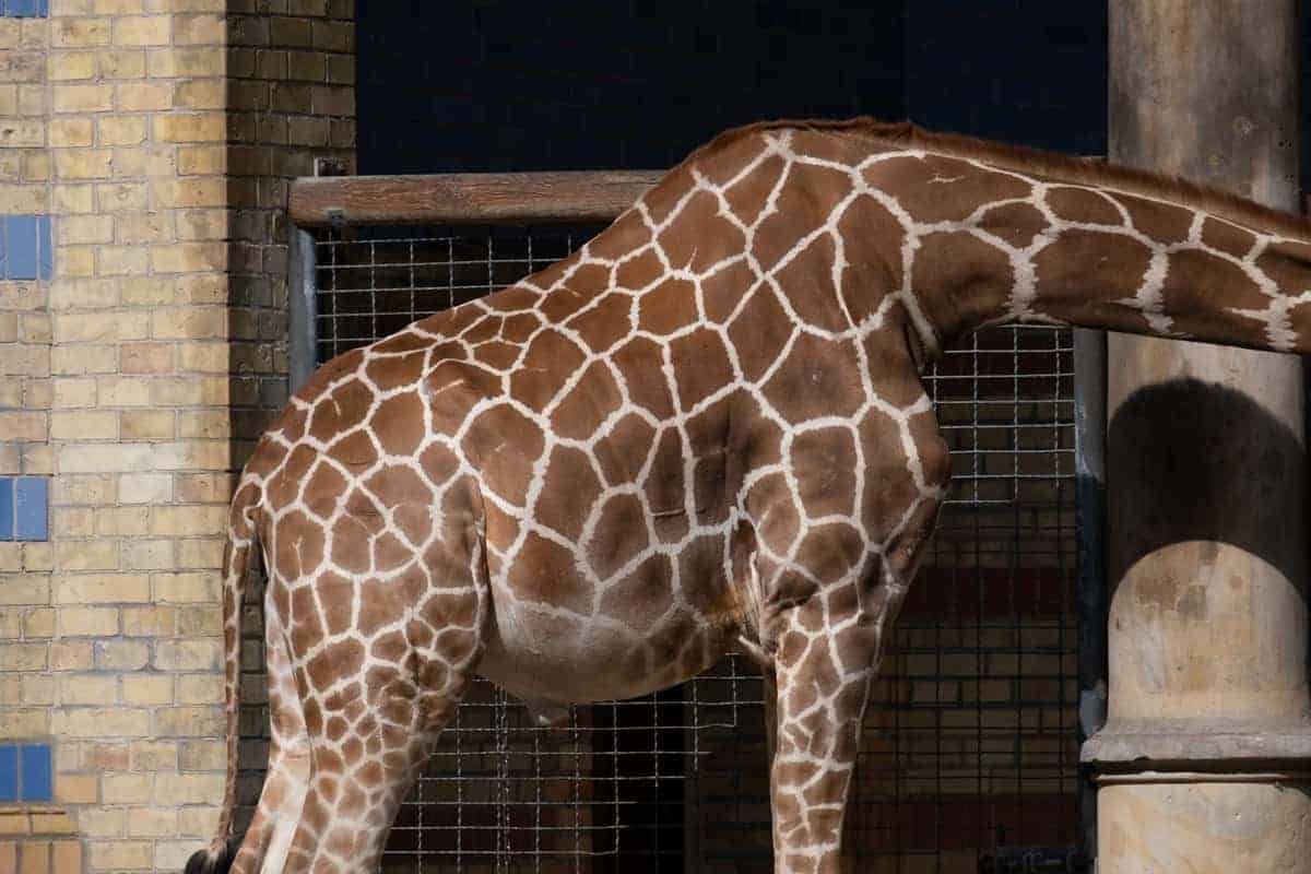 Berlin Mit Dem Wohnmobil 114 Giraffe Im Zoo Von Berlin