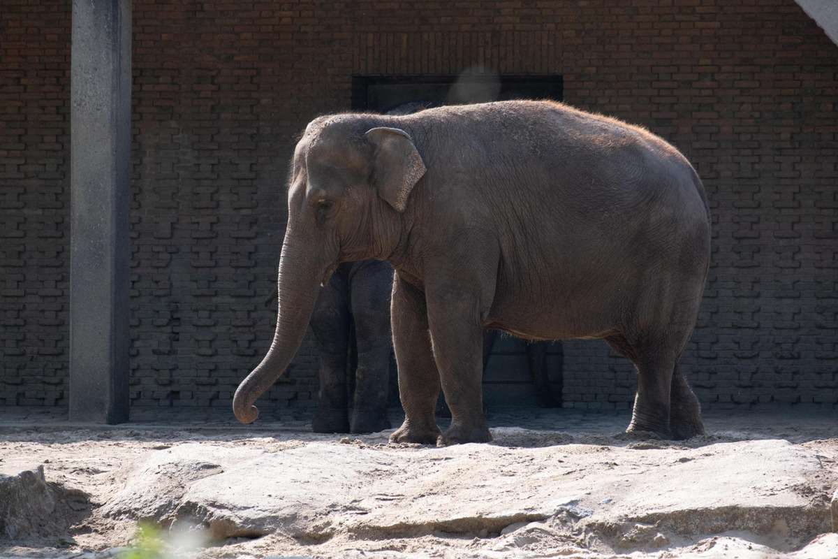 Berlin Mit Dem Wohnmobil 115 Elefant Im Zoo Von Berlin