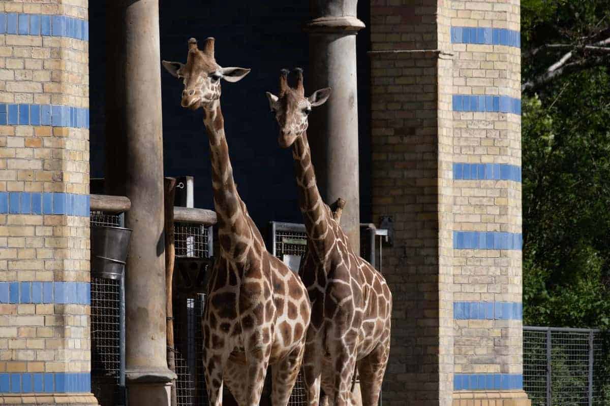Berlin Mit Dem Wohnmobil 116 Giraffe Im Zoo Von Berlin