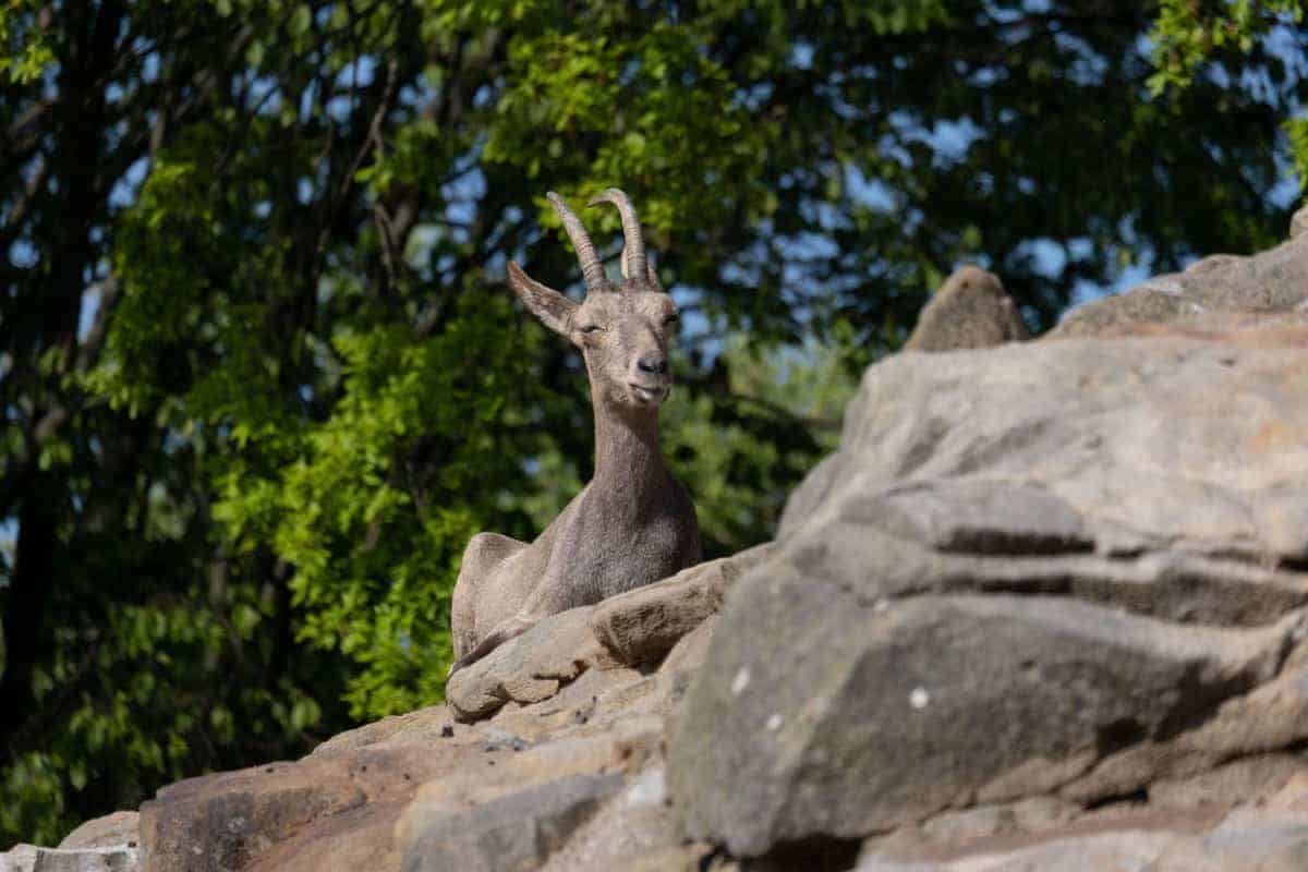 Berlin Mit Dem Wohnmobil 117 Ziege Im Zoo Von Berlin