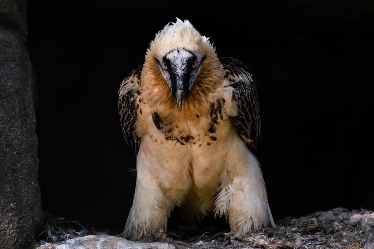Berlin Mit Dem Wohnmobil 118 Vogel Im Zoo Von Berlin