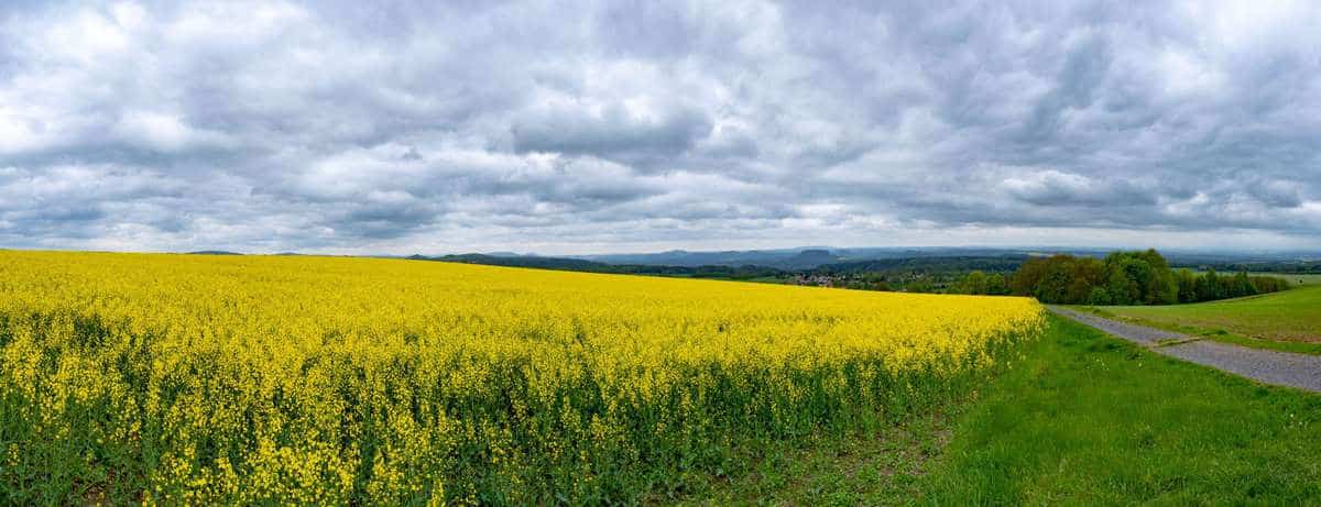 Rapsfeld In Sachsen