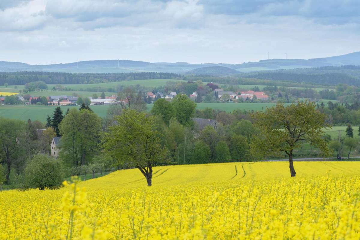 Rapsfelder In Der S&Auml;Chsischen Schweiz