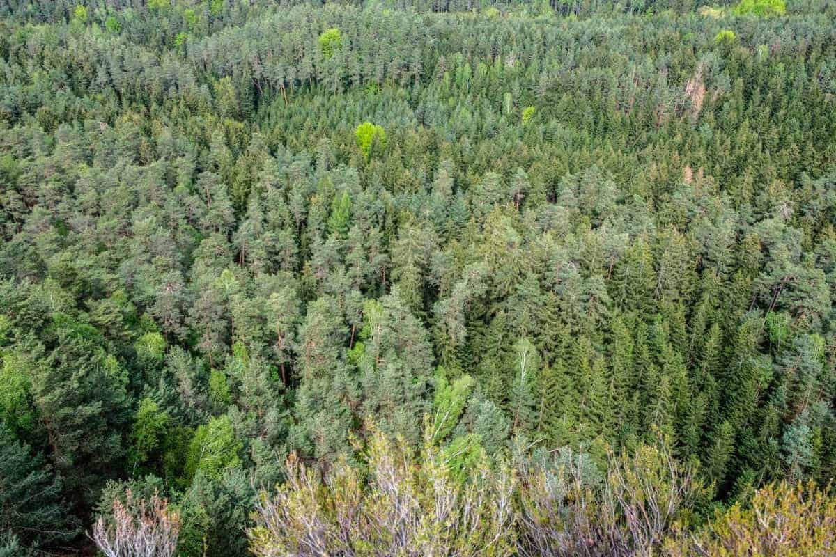 Wald Im Elbsandsteingebirge