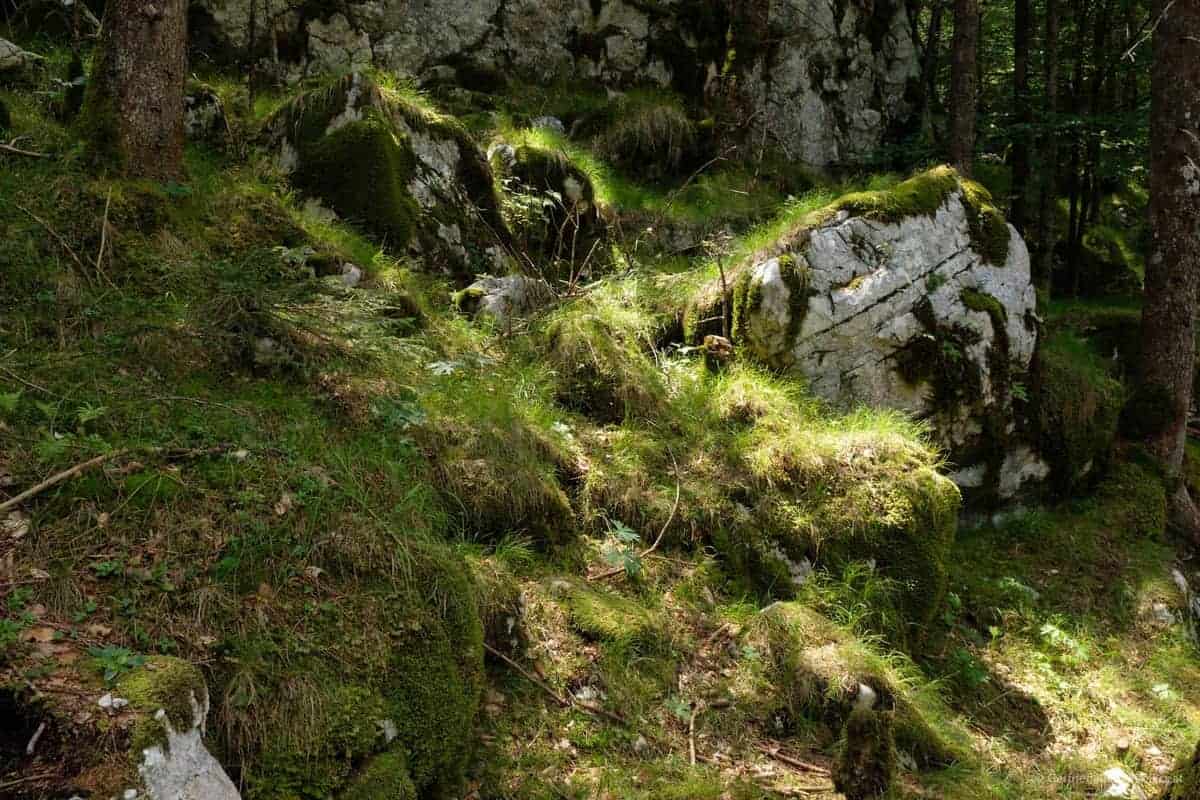 Moosbewachsene Steine Am Wanderweg An Der Soca