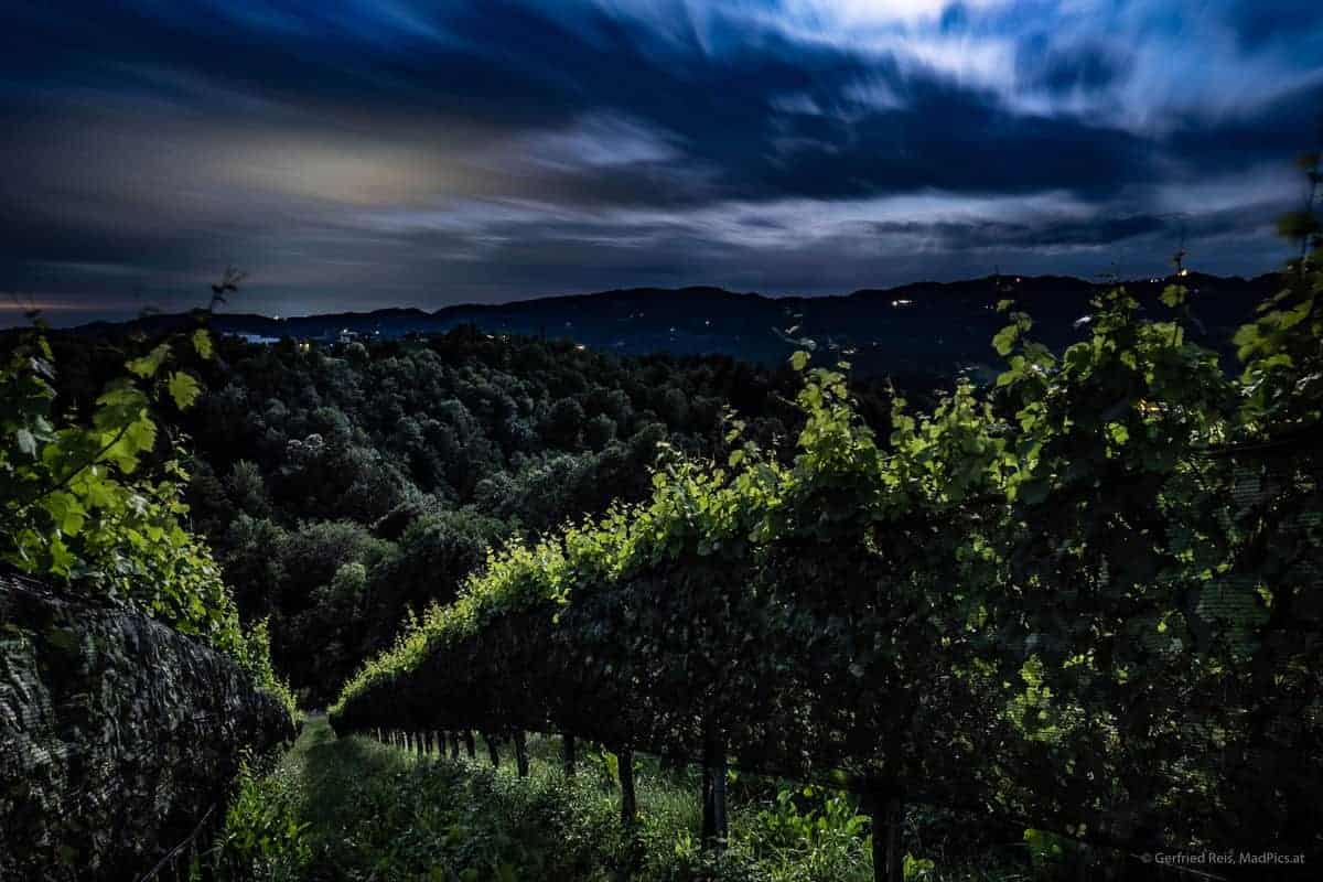 Weinreben In Der Südsteiermark Bei Nacht