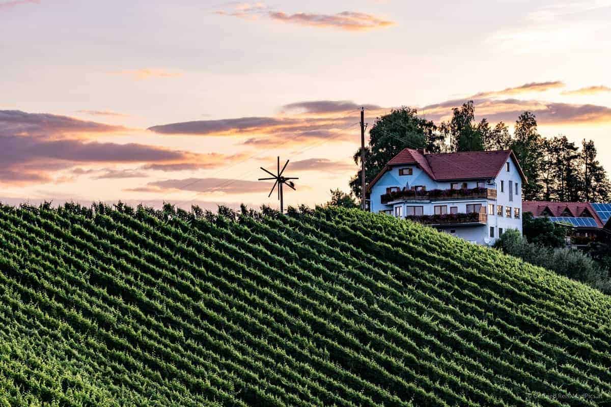 Weinreben In Der Südsteiermark (Südsteirische Weinstraße)