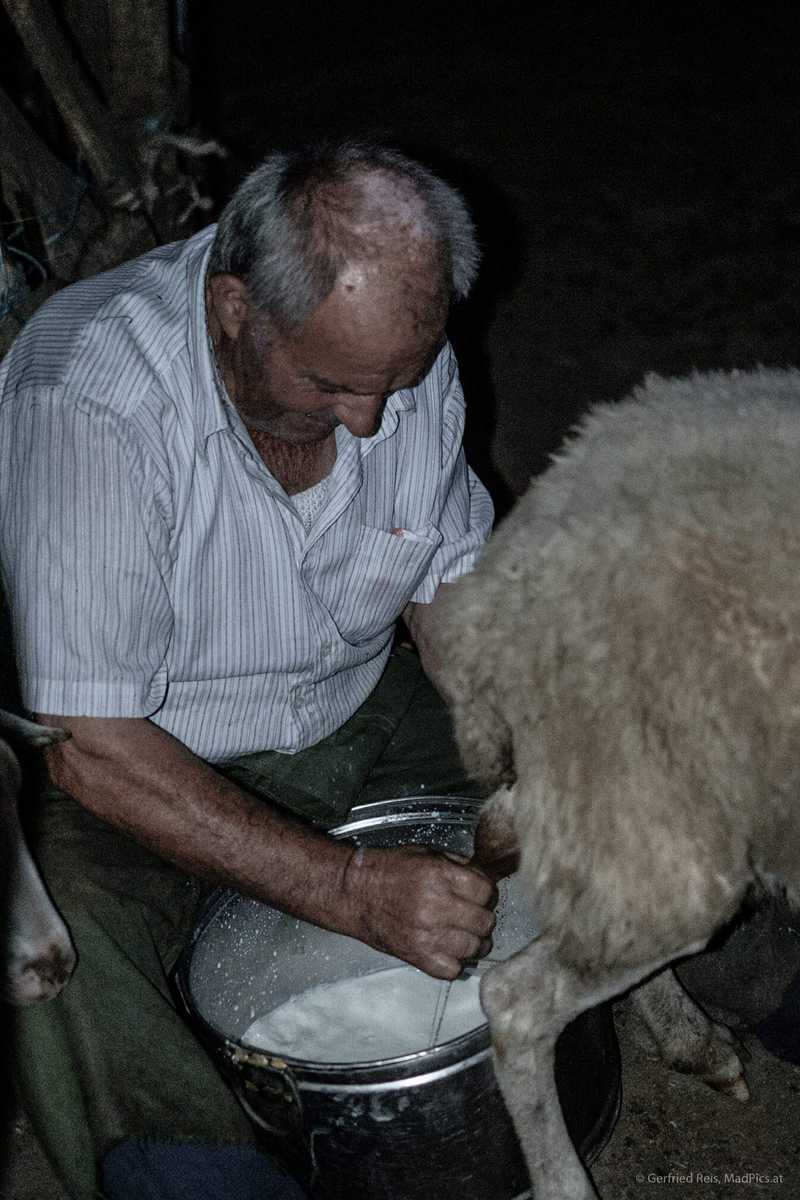 Albanische Gro&Szlig;Eltern Pflegen Schafe