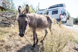 Ein Volksfest Im Albanischen Vasjar 13 Esel Vor Wohnmobil In Albanien