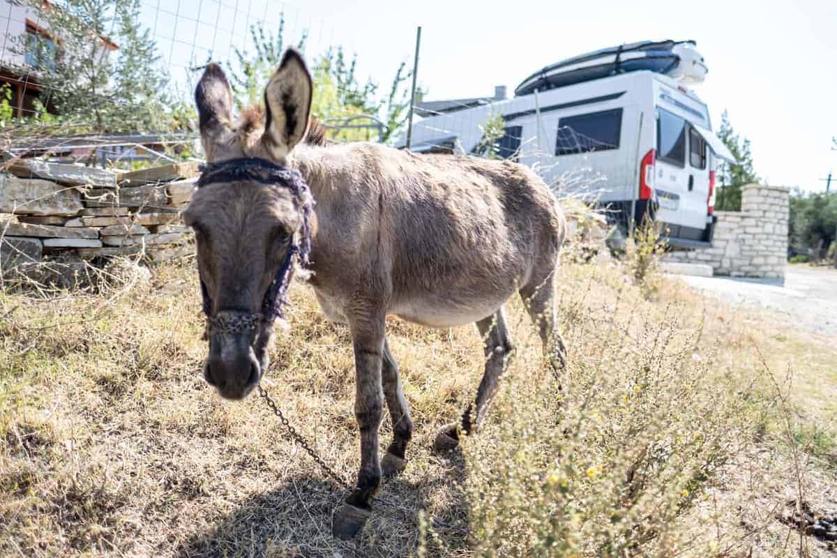 Ein Esel Steht Vor Dem Wohnmobil