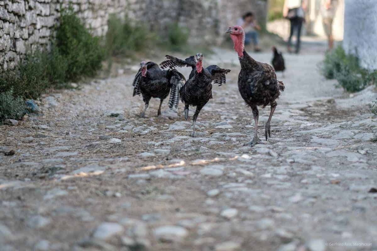 Puten In Vasjar, Albanien