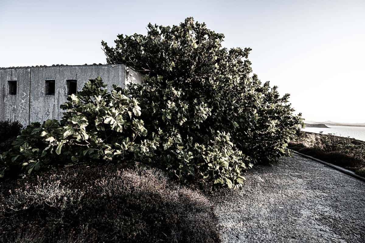 &Uuml;Berwuchtertes Geb&Auml;Ude In Geisterstadt