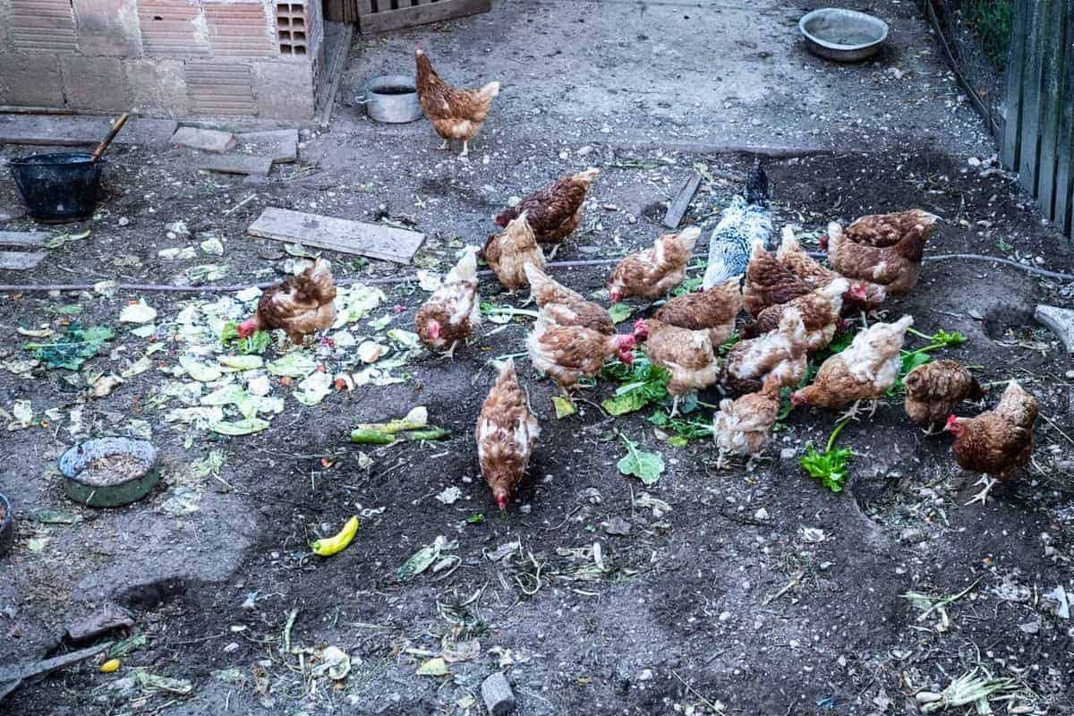 H&Uuml;Hner In Martin Brod