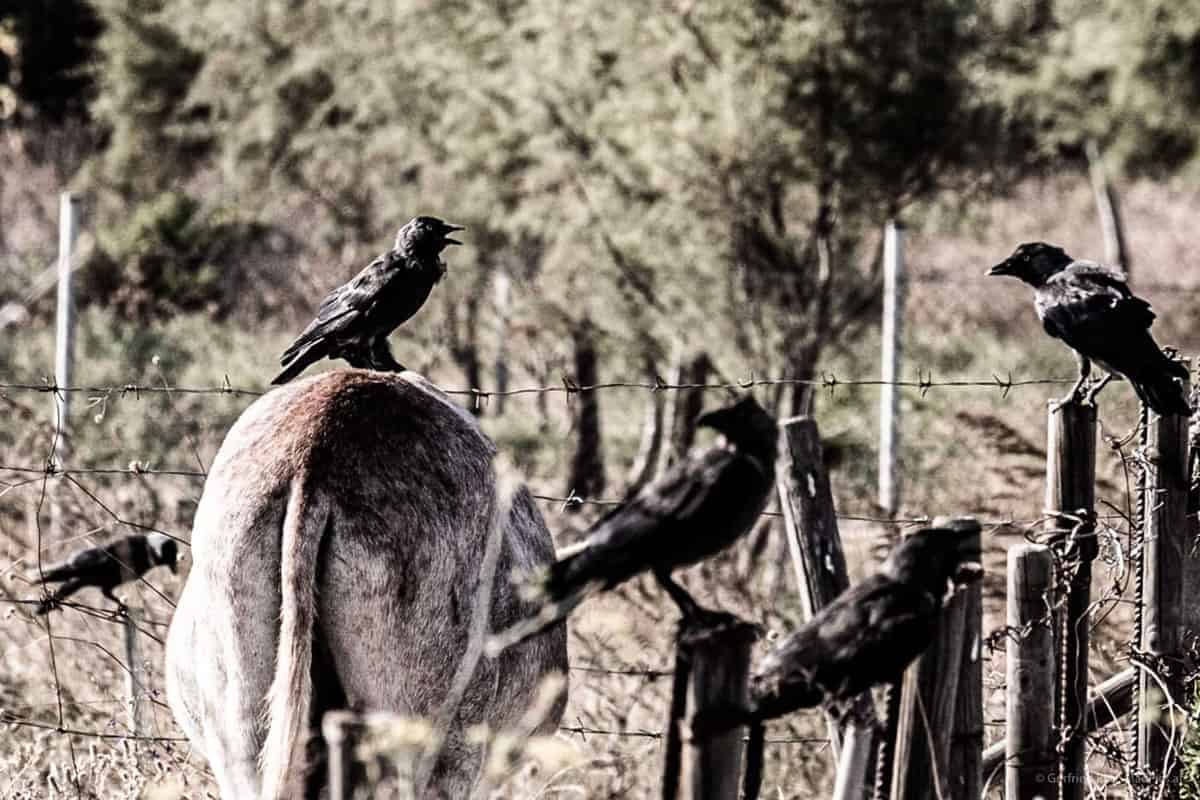 Kr&Auml;He Sitzt Auf Esel