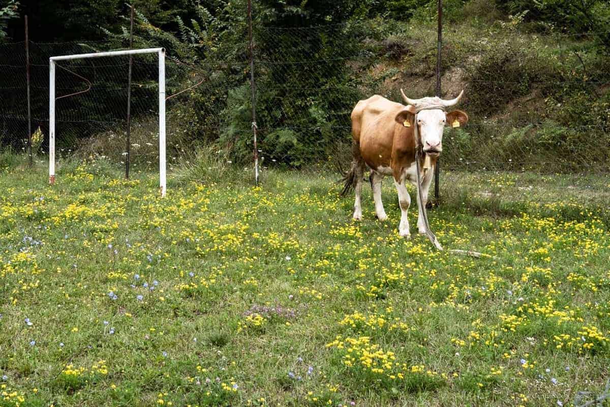 Bike-Tour Zum &Scaron;TrbačKi&Nbsp;Buk: Kuh Asl Torwart