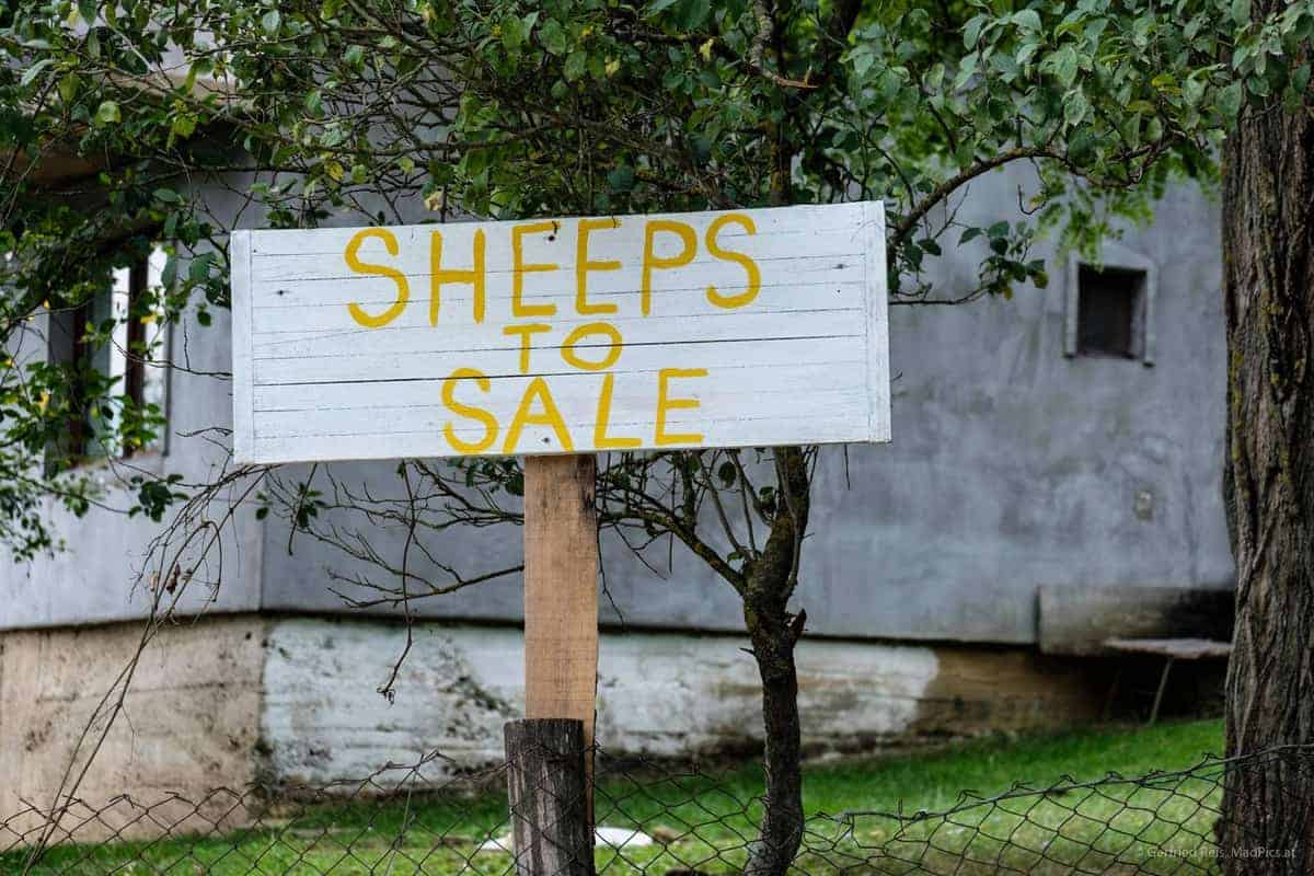 &Scaron;TrbačKi&Nbsp;Buk: &Quot;Schafe Zum Verkaufen&Quot; Schild