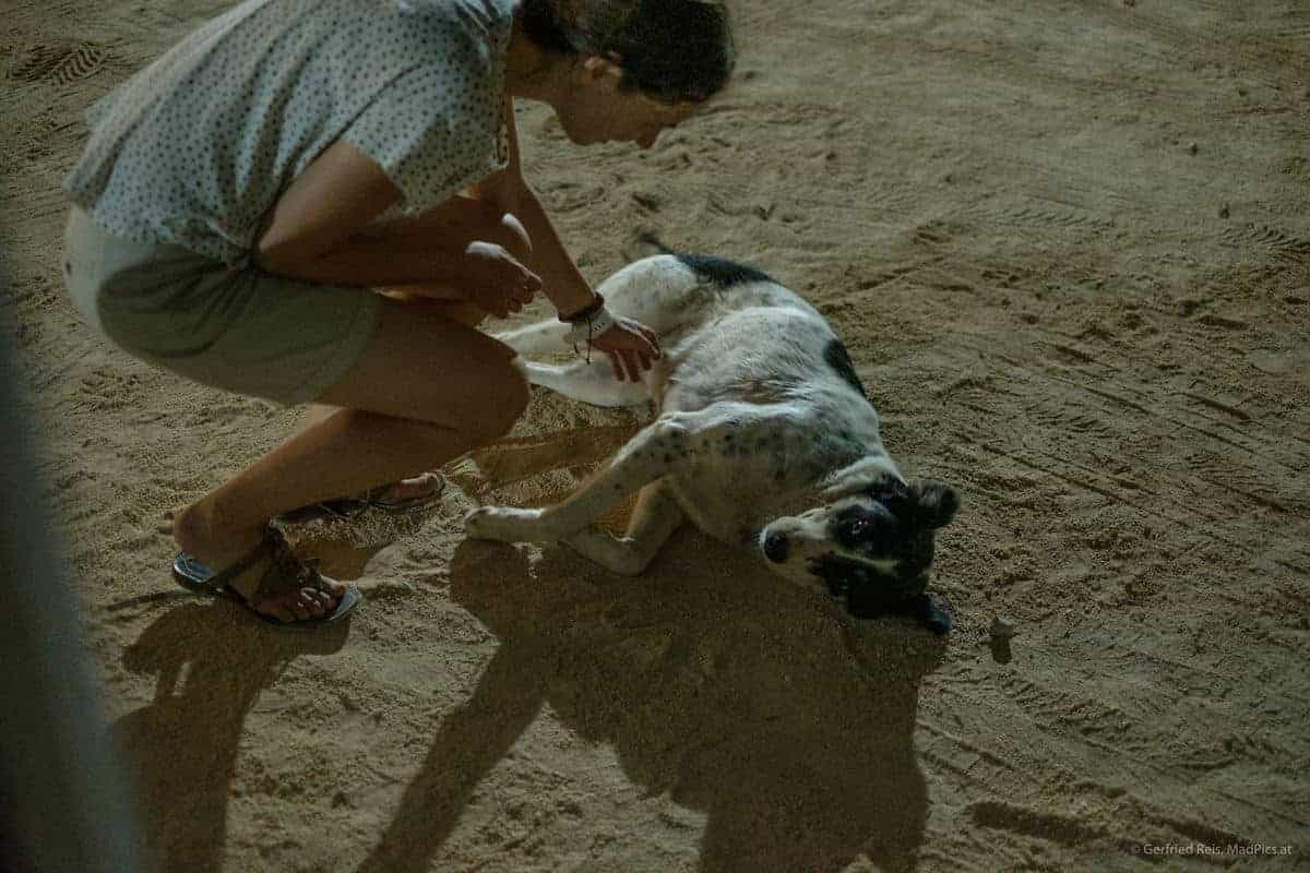 Stra&Szlig;Enhund In Sarande
