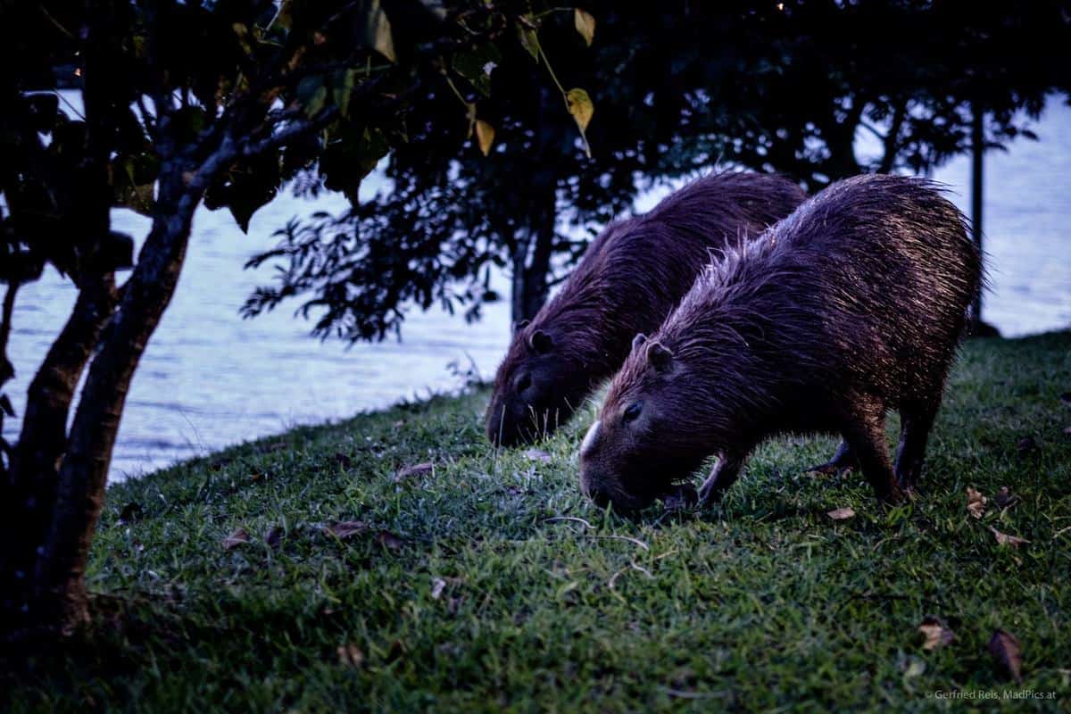 Die Schönsten Reisefotos 2019 17 Capybaras In Vinhedo, Brasilien