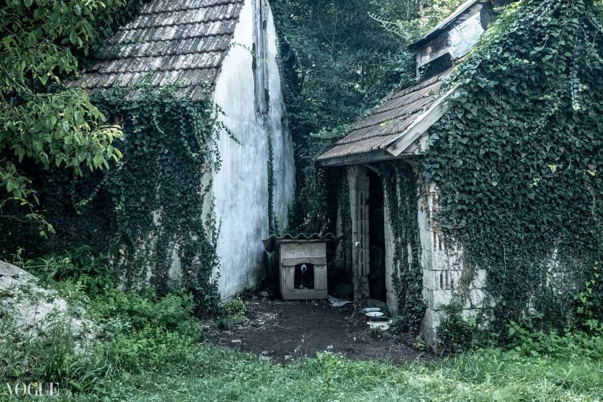 Ein Scheuer Wachhund