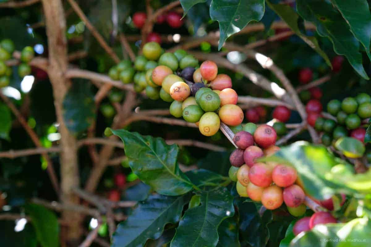 Die Schönsten Reisefotos 2019 18 Kaffeepflanze In Brasilien