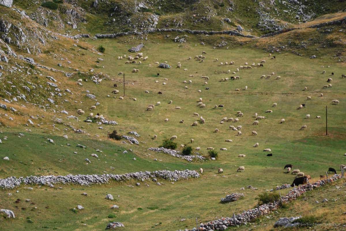 Schafe Am Sedlo-Pass