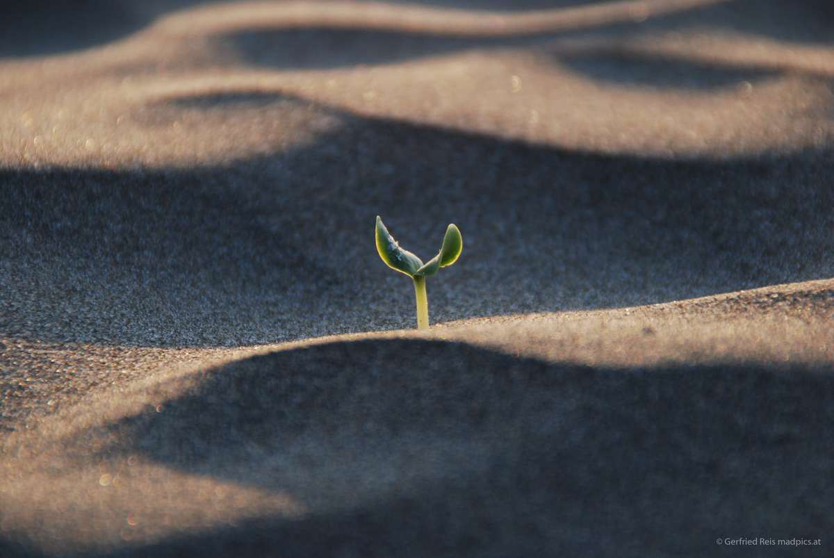 Pflanze Am Velika Plaza Bei Ulcinj In Montenegro