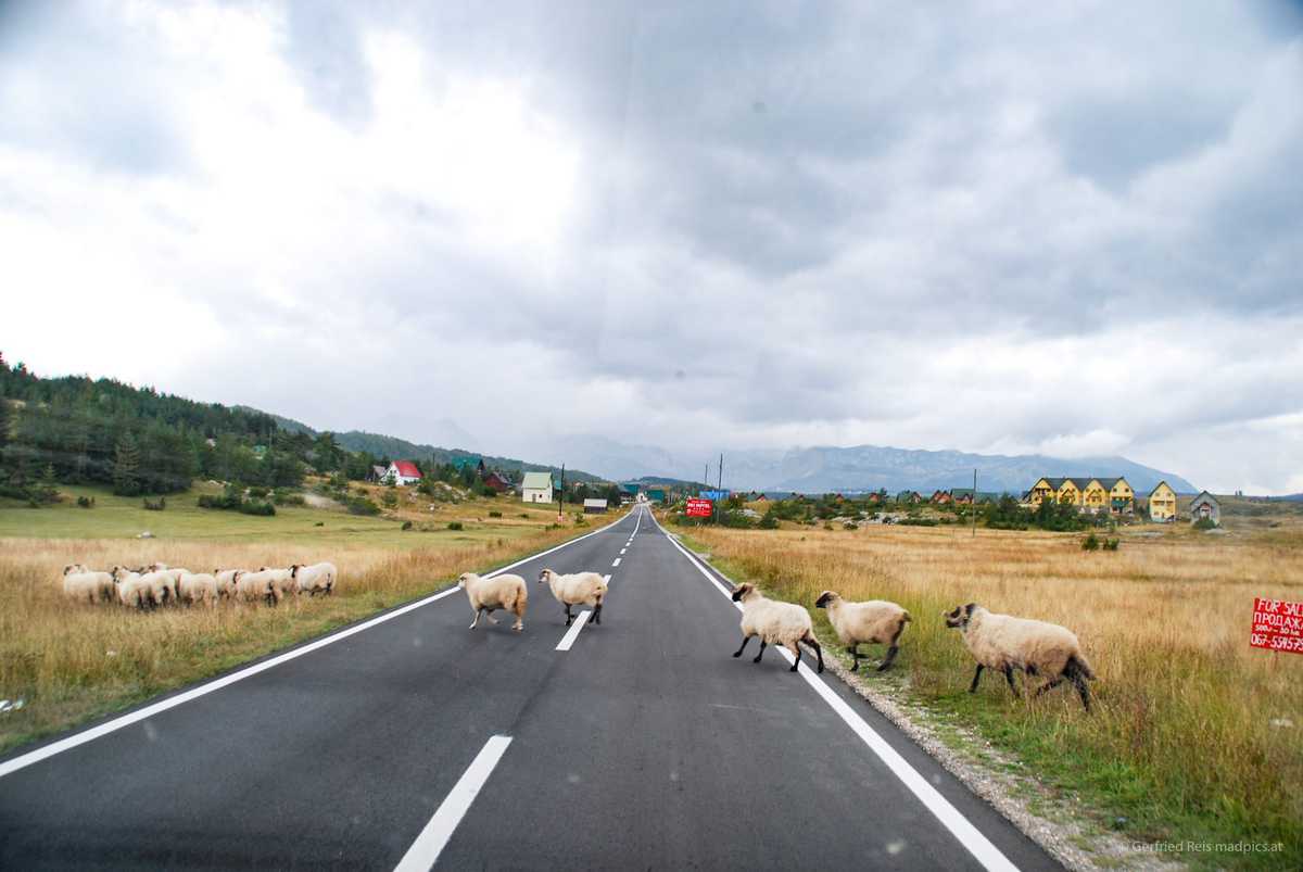 Schafe Queren Die Straße Im Durmitor-Nationalpark