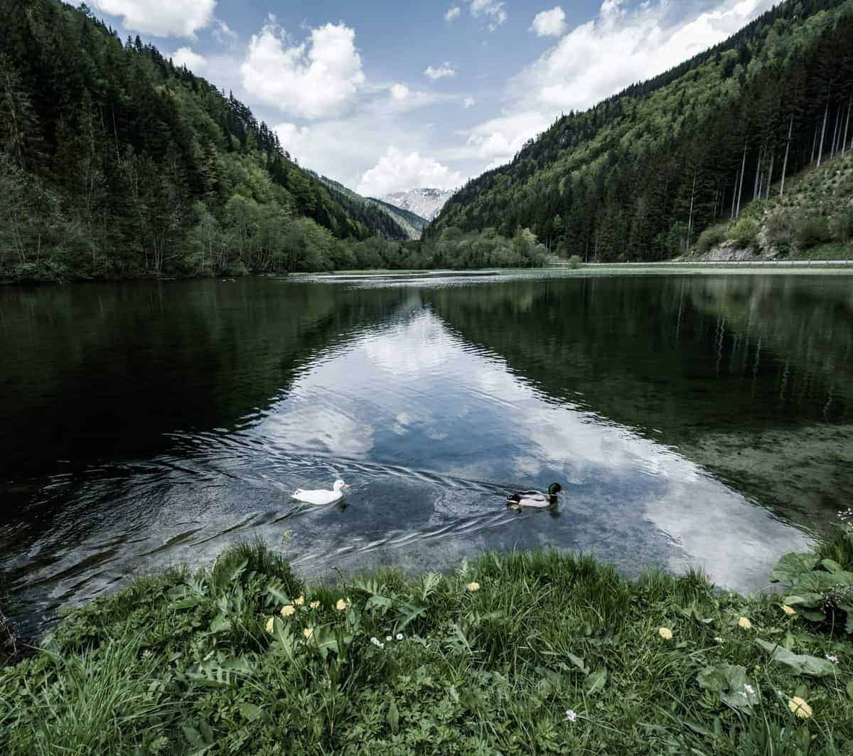 Im Hochschwab-Massiv Mit Dem Wohnmobil 21 See Vor Dem Hochschwab-Massiv Mit Enten