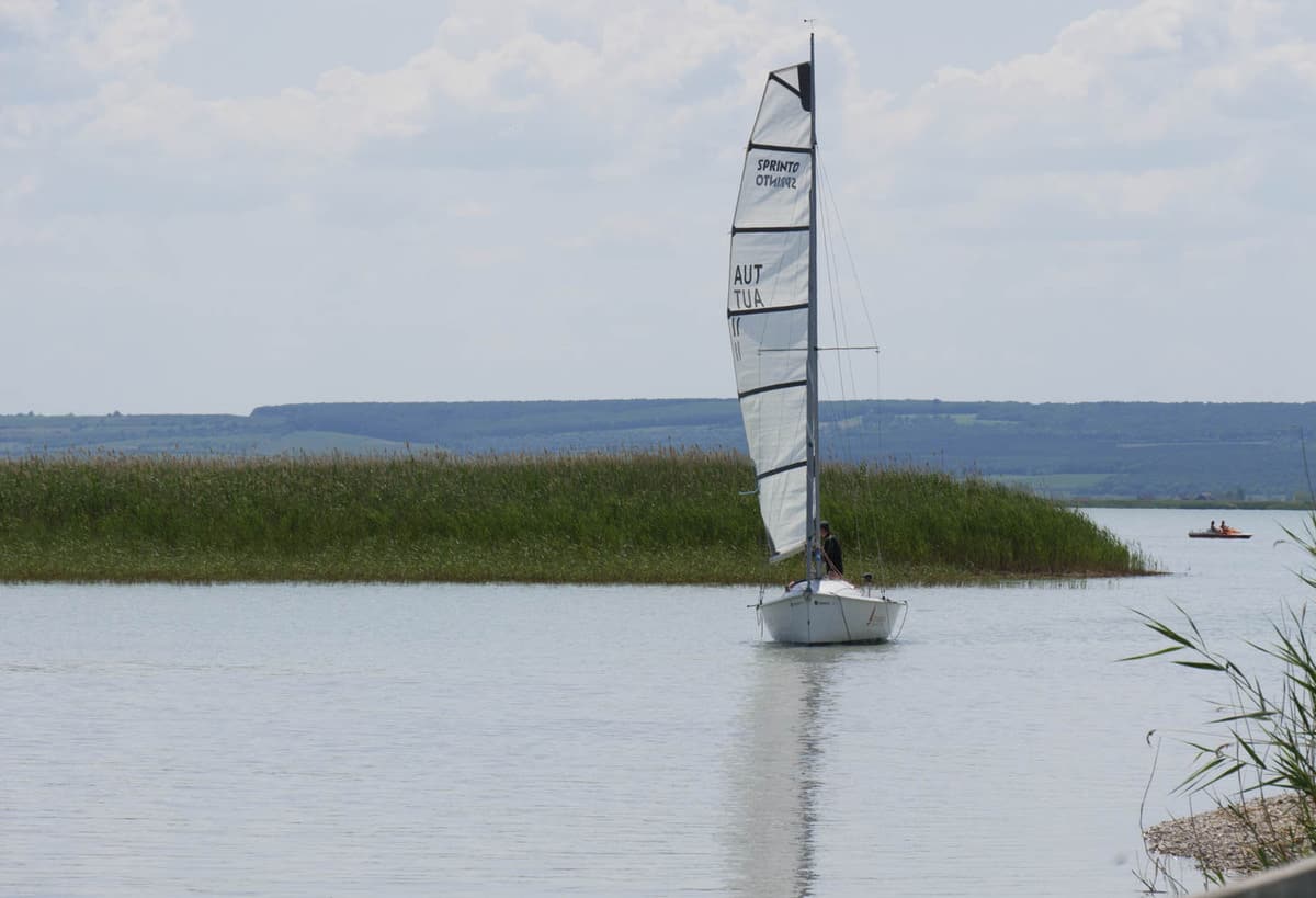 Segler In Illmitz Am Neusiedler See