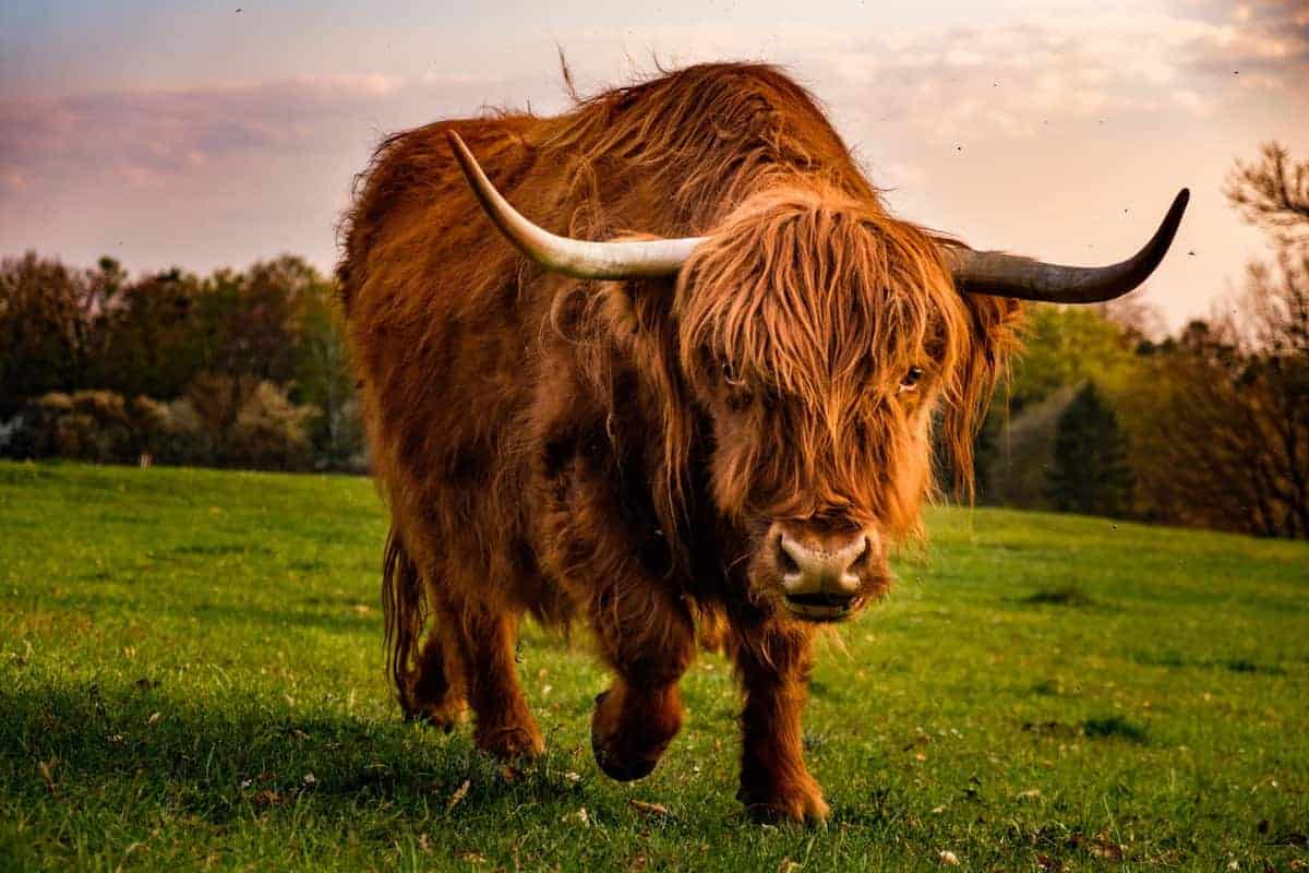 Die Besten Reisefotos 2020 - Unser Reisejahr 30 Hochlandrind In Graz