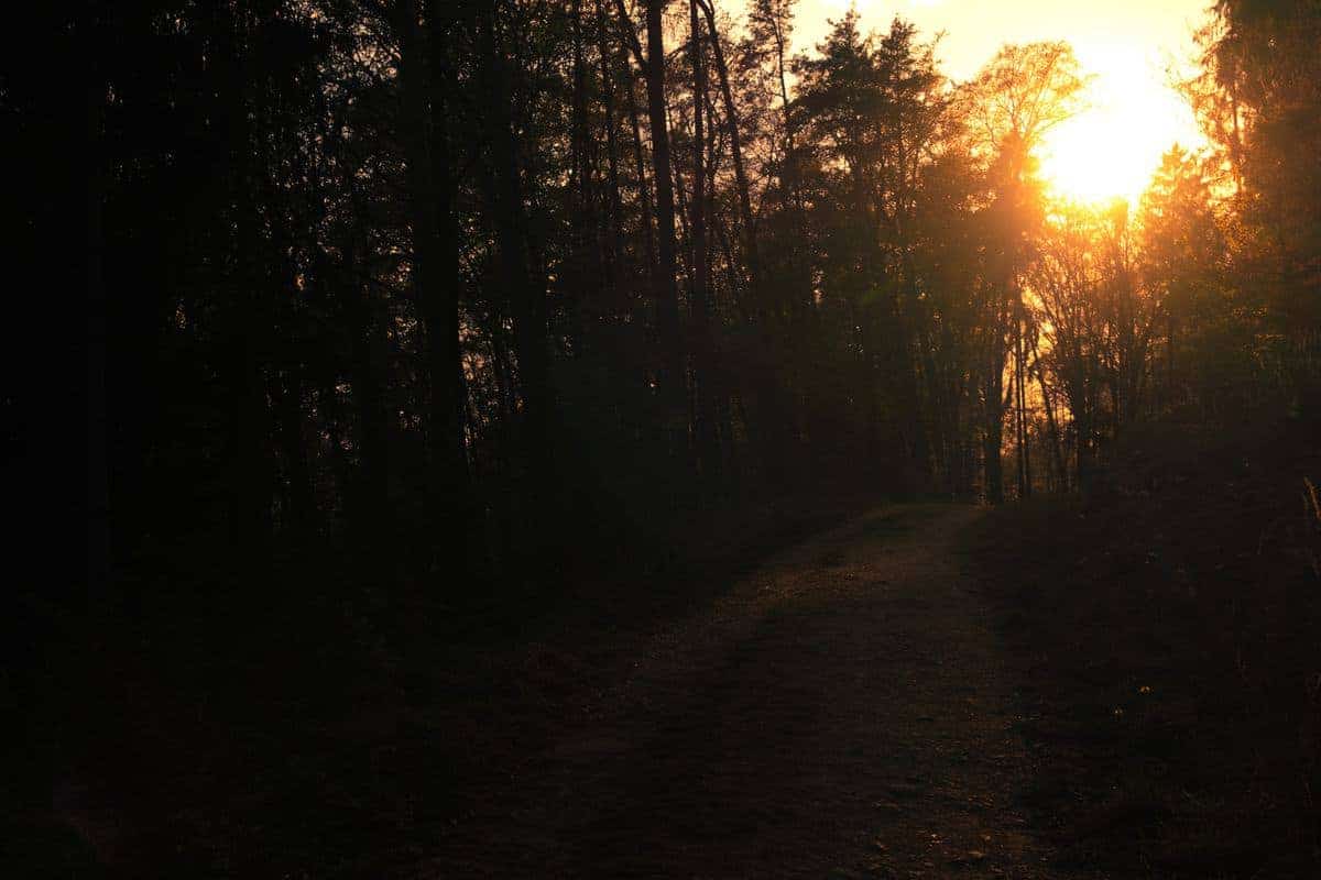 Die Besten Reisefotos 2020 - Unser Reisejahr 3 Einsamer Waldweg Am Nachmittag Während Des Lockdowns